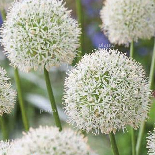Allium 'Mount Everest'