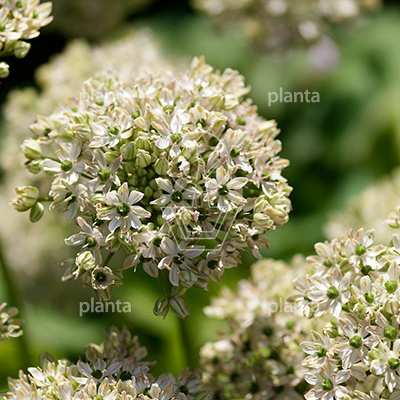 Allium nigrum