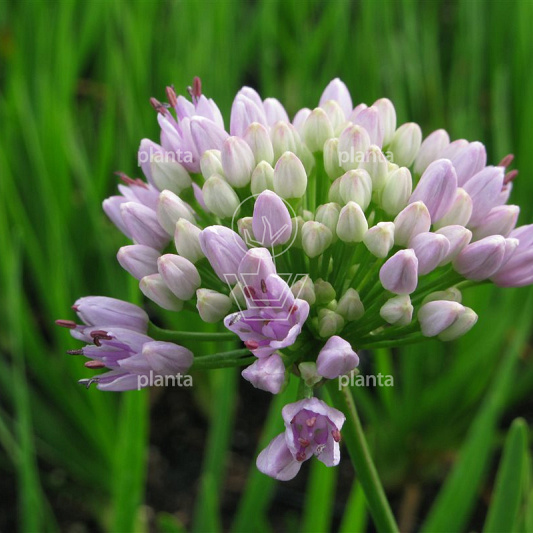 Allium senescens