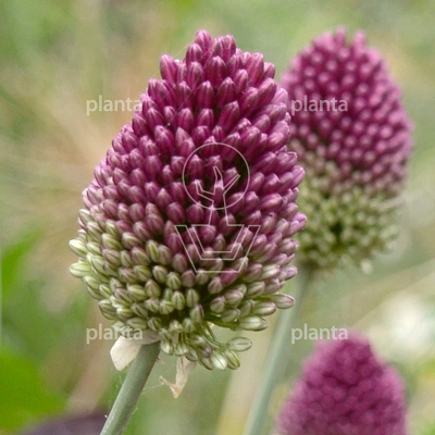 Allium sphaerocephalon