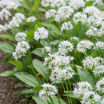 Allium ursinum