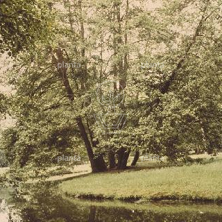 Alnus glutinosa