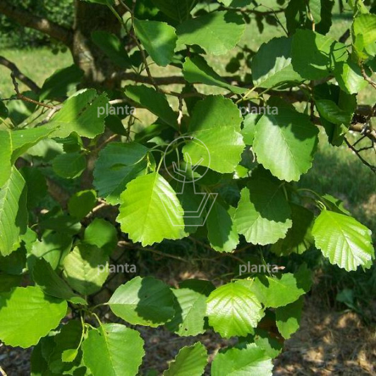 Alnus glutinosa