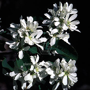 Amelanchier arborea 'Robin Hill'