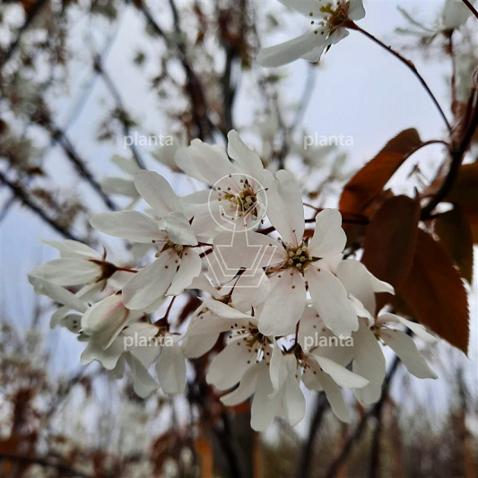 Amelanchier laevis 'Snowflakes'