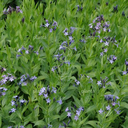 Amsonia 'Blue Ice'