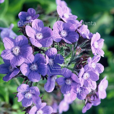 Anchusa azurea 'Loddon Royalist'