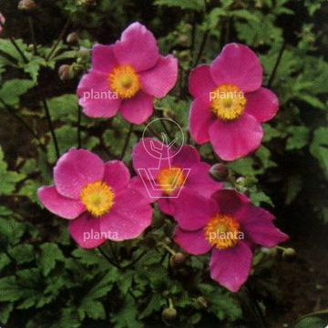 Anemone hupehensis 'Prinz Heinrich'