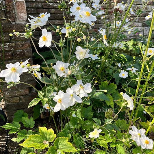 Anemone hybrida 'Honorine Jobert'