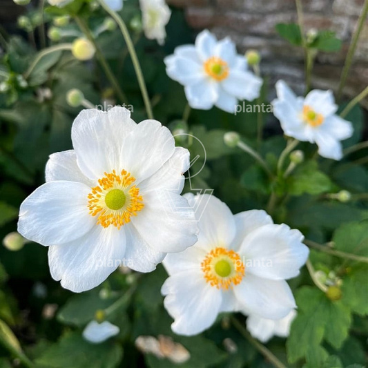 Anemone hybrida 'Honorine Jobert'