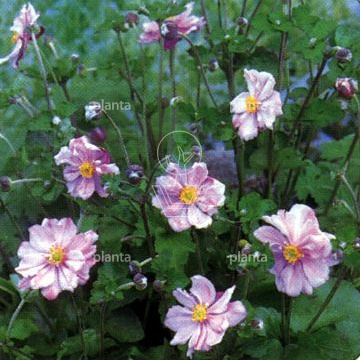 Anemone hybrida 'Königin Charlotte'