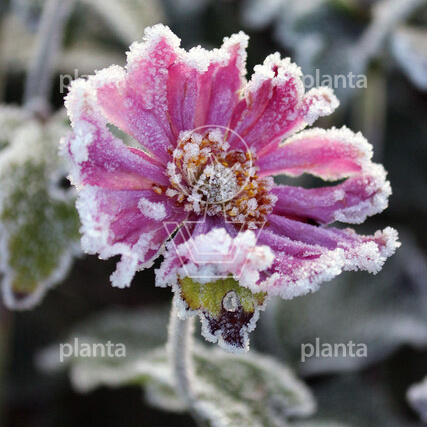 Anemone hybrida 'Pamina'