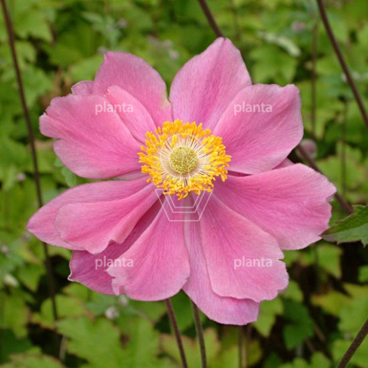 Anemone hybrida 'Serenade'