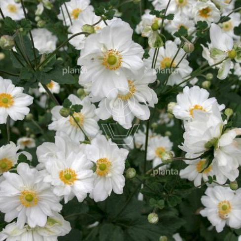 Anemone hybrida 'Whirlwind'