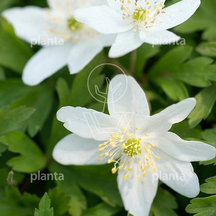 Anemone sylvestris