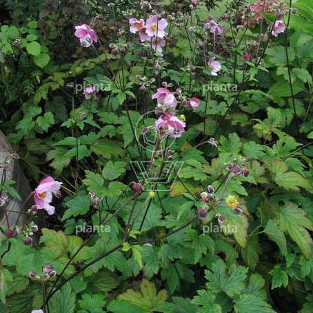 Anemone tomentosa 'Robustissima'
