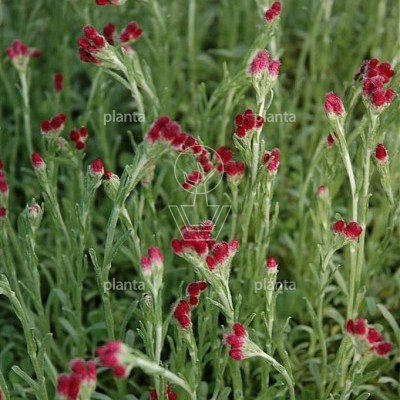 Antennaria dioica 'Rubra'
