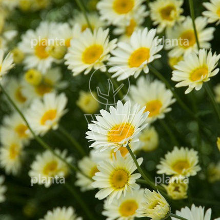Anthemis hybrida 'Sauce Hollandaise'