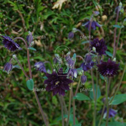 Aquilegia vulgaris 'Black Barlow'