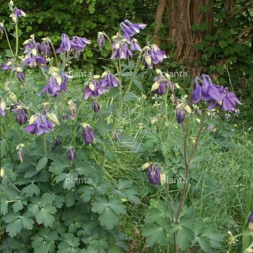 Aquilegia vulgaris