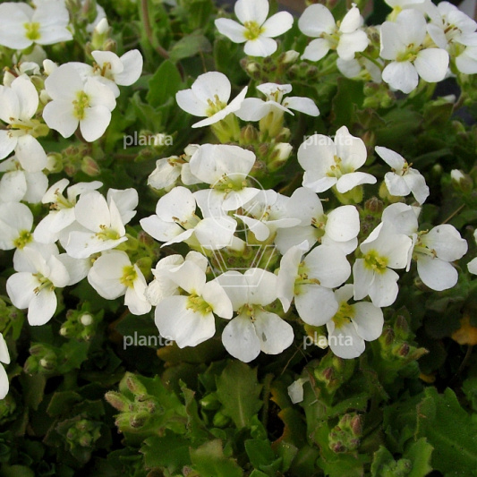 Arabis caucasica 'Snowcap'