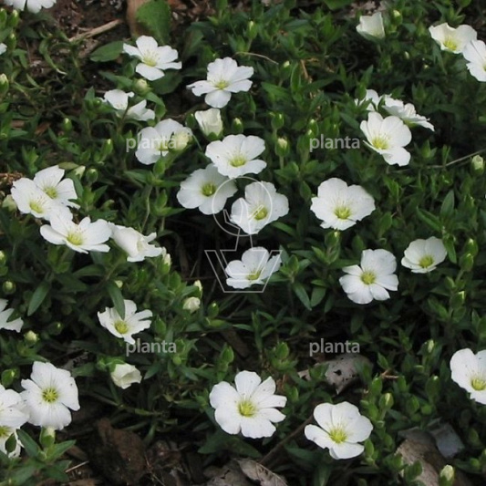 Arenaria montana