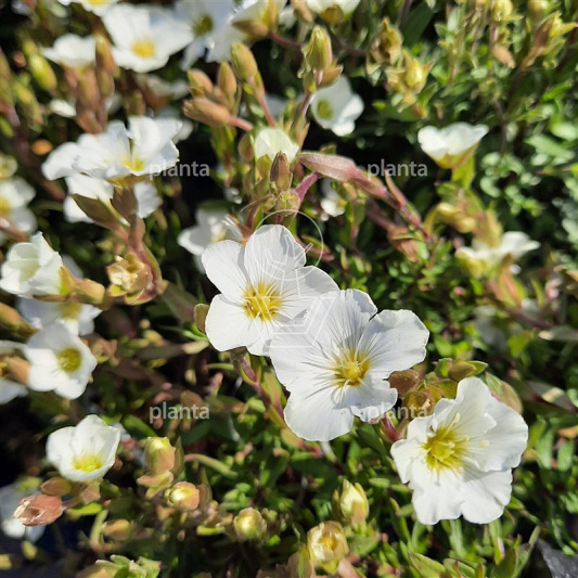 Arenaria montana