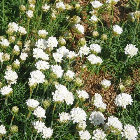Armeria maritima 'Alba'