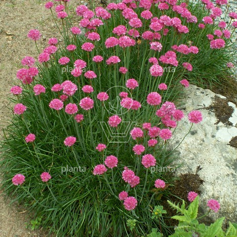 Armeria maritima 'Splendens'