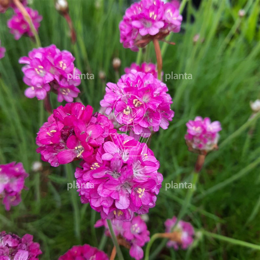 Armeria maritima 'Splendens'