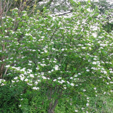 Aronia prunifolia 'Viking'