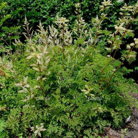 Aruncus aethusifolius
