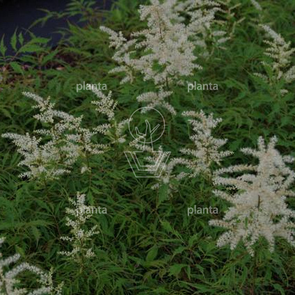 Aruncus dioicus 'Kneiffii'