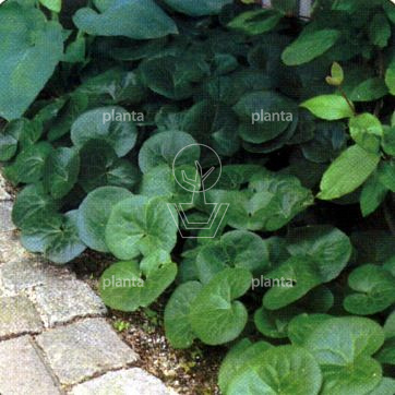 Asarum europaeum