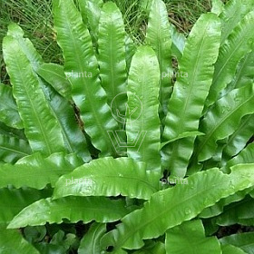 Asplenium scolopendrium