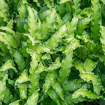 Asplenium scolopendrium