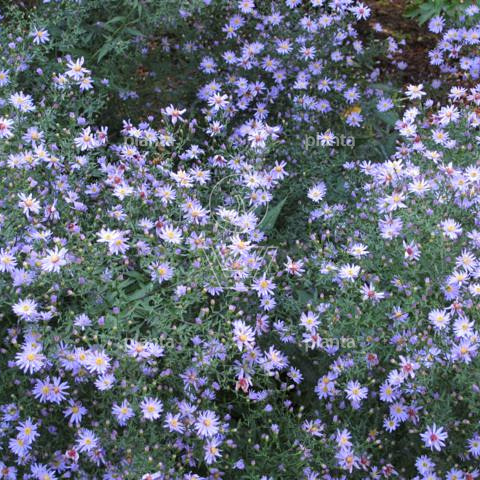 Aster 'Little Carlow'