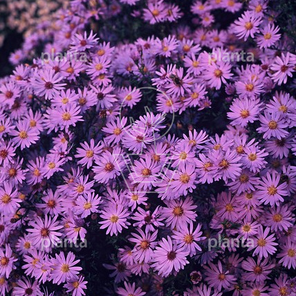 Aster 'Little Carlow'