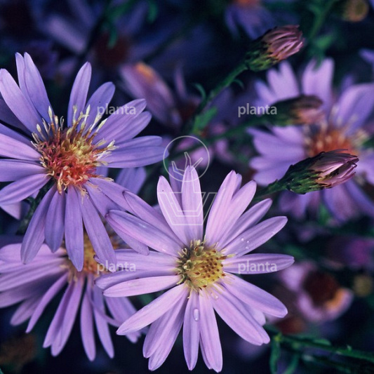 Aster 'Little Carlow'
