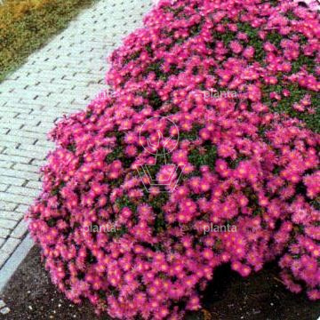 Aster dumosus 'Alice Haslam'