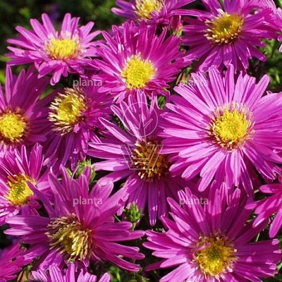 Aster dumosus 'Jenny'