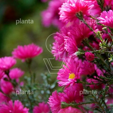 Aster dumosus 'Jenny'