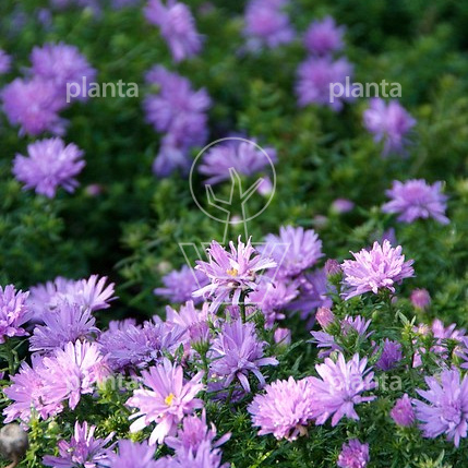 Aster dumosus 'Lady in Blue'