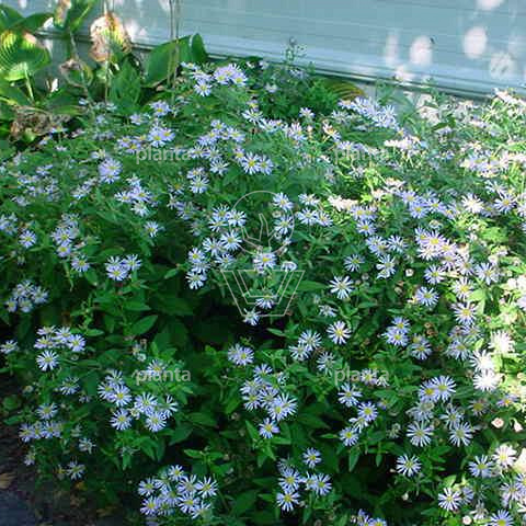Aster ageratoides 'Asran'