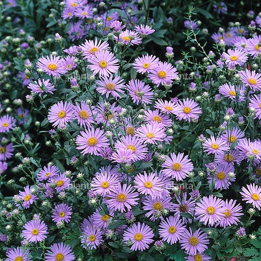 Aster amellus 'Rudolf Goethe'