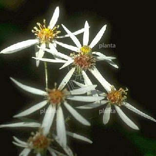 Aster divaricatus