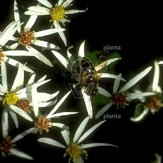 Aster divaricatus