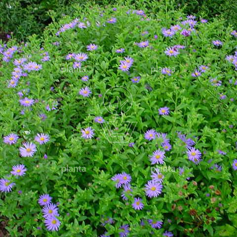 Aster frikartii 'Mönch'