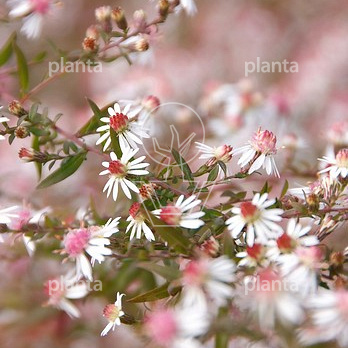 Aster lateriflorus 'Horizontalis'