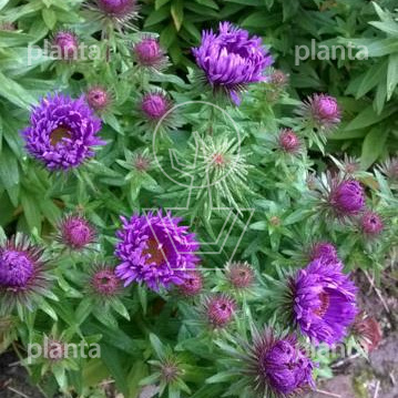 Aster novae angliae 'Purple Dome'